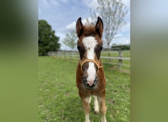 Black Forest Horse, Stallion, 1 year, Chestnut