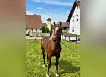 Black Forest Horse, Stallion, 1 year, Chestnut