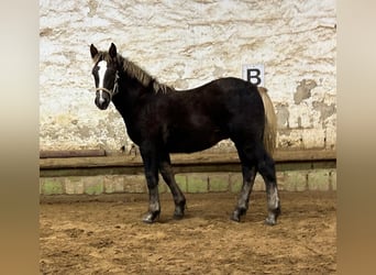 Black Forest Horse, Stallion, 1 year, Chestnut