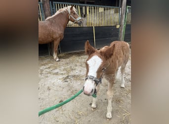 Black Forest Horse, Stallion, 1 year, Chestnut