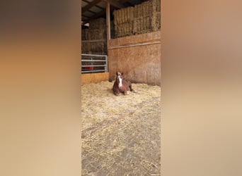 Black Forest Horse, Stallion, 1 year, Chestnut-Red