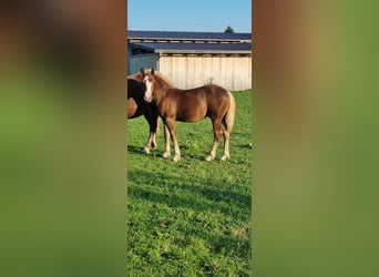 Black Forest Horse, Stallion, 1 year, Chestnut-Red