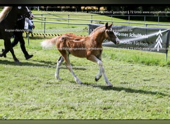 Black Forest Horse, Stallion, 1 year, Chestnut-Red