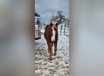 Black Forest Horse, Stallion, 1 year, Chestnut-Red