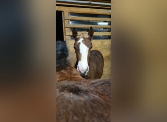 Black Forest Horse, Stallion, 1 year, Chestnut-Red