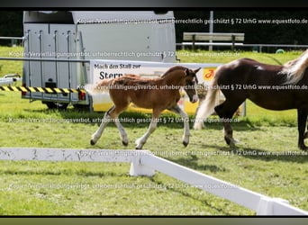 Black Forest Horse, Stallion, 1 year, Chestnut-Red