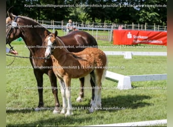 Black Forest Horse, Stallion, 1 year, Chestnut-Red