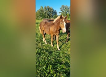 Black Forest Horse, Stallion, 1 year, Chestnut-Red