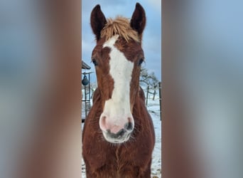 Black Forest Horse, Stallion, 1 year, Chestnut-Red