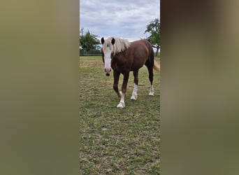 Black Forest Horse, Stallion, 1 year, Chestnut-Red