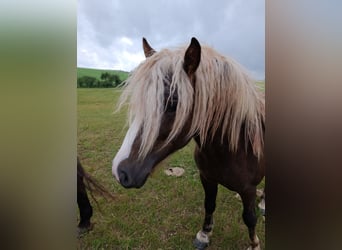 Black Forest Horse, Stallion, 2 years, 13.1 hh, Chestnut