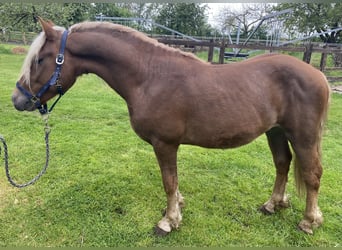 Black Forest Horse, Stallion, 2 years, 14.3 hh, Brown-Light