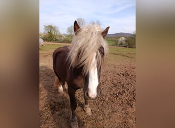 Black Forest Horse, Stallion, 2 years, 14,2 hh, Chestnut