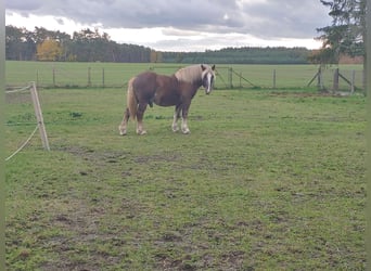 Black Forest Horse Mix, Stallion, 2 years, 15.2 hh, Chestnut