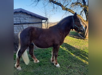 Black Forest Horse, Stallion, 2 years, Chestnut