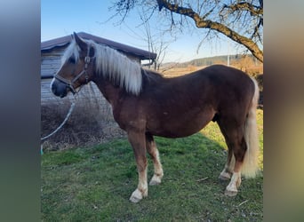 Black Forest Horse, Stallion, 2 years, Chestnut