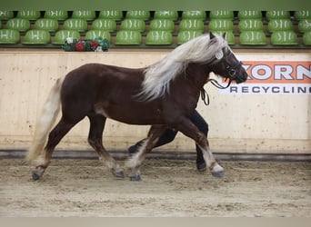 Black Forest Horse, Stallion, 3 years, 14,2 hh, Chestnut
