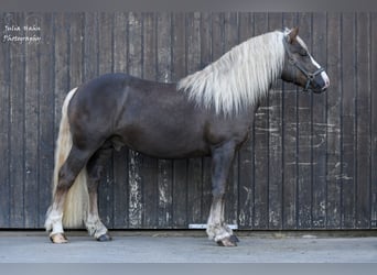 Black Forest Horse, Stallion, 3 years, 14,3 hh, Chestnut