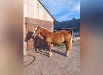 Black Forest Horse, Stallion, 4 years, 14.1 hh, Chestnut