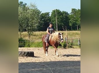 Black Forest Horse, Stallion, 9 years, 14,2 hh, Chestnut