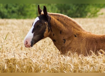 Black Forest Horse, Stallion, Foal (05/2023), 14.3 hh, Chestnut