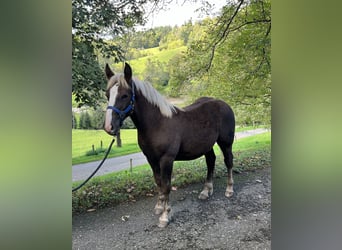 Schwarzwälder Fuchs, Hengst, Fohlen (04/2024), 15,1 hh, Dunkelfuchs