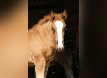 Black Forest Horse, Stallion, Foal (05/2024), 15.2 hh, Chestnut