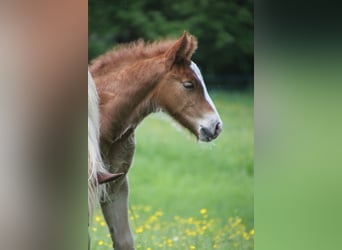 Black Forest Horse, Stallion, Foal (05/2024), 15.2 hh, Chestnut