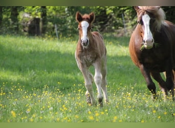 Black Forest Horse, Stallion, Foal (05/2024), 15.2 hh, Chestnut