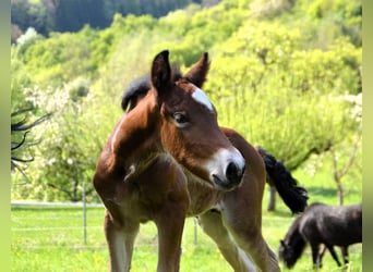 Black Forest Horse, Stallion, Foal (04/2025), 15,1 hh, Brown