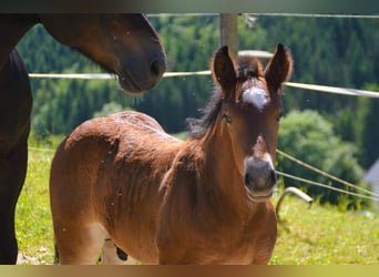 Black Forest Horse, Stallion, Foal (04/2025), 15,1 hh, Brown
