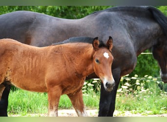 Black Forest Horse, Stallion, Foal (04/2025), 15,1 hh, Brown