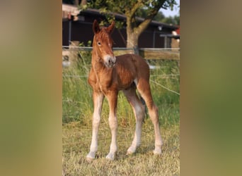 Black Forest Horse, Stallion, , 15,1 hh, Chestnut