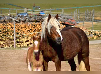 Black Forest Horse, Stallion, Foal (02/2025), 15,1 hh, Chestnut