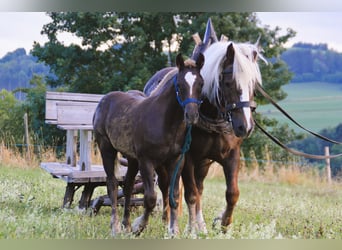 Black Forest Horse, Stallion, Foal (02/2025), 15,1 hh, Chestnut