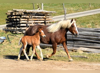 Black Forest Horse, Stallion, Foal (02/2025), 15,1 hh, Chestnut
