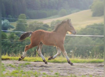 Black Forest Horse, Stallion, Foal (05/2024), Brown