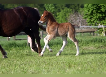 Black Forest Horse, Stallion, Foal (04/2024), Chestnut