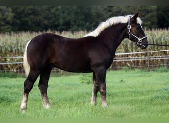 Black Forest Horse, Stallion, Foal (04/2024), Chestnut