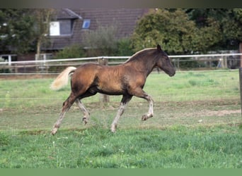 Black Forest Horse, Stallion, Foal (06/2025), Chestnut