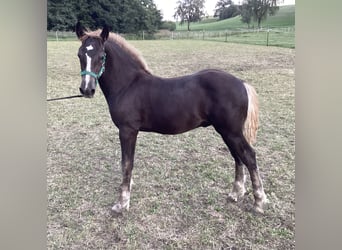 Black Forest Horse, Stallion, Foal (04/2026), Chestnut