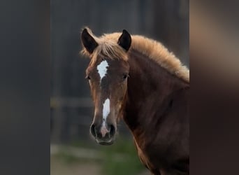 Black Forest Horse, Stallion, Foal (03/2026), Chestnut