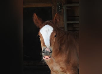 Black Forest Horse, Stallion, , Chestnut