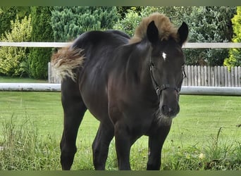 Black Forest Horse, Stallion, Foal (03/2024), Chestnut