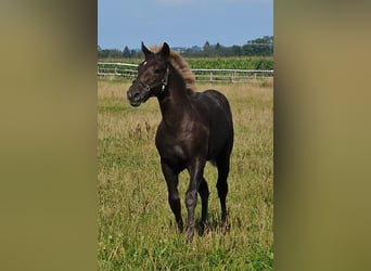 Black Forest Horse, Stallion, Foal (03/2024), Chestnut