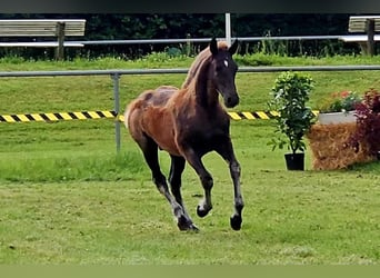 Black Forest Horse, Stallion, Foal (03/2024), Chestnut