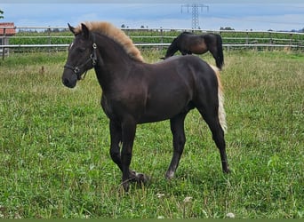 Black Forest Horse, Stallion, Foal (03/2024), Chestnut