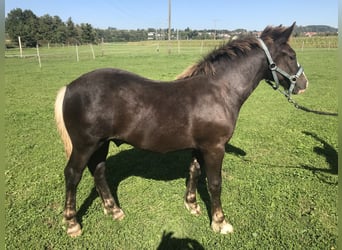 Black Forest Horse, Stallion, Foal (04/2023), Chestnut