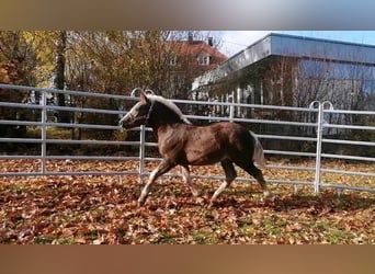 Black Forest Horse, Stallion, Foal (04/2023), Chestnut
