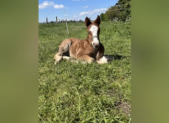 Black Forest Horse, Stallion, Foal (02/2024), Chestnut